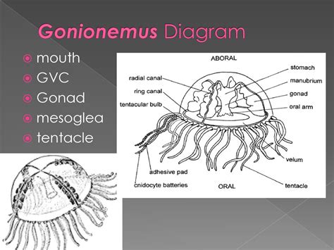 Gonionemus! Un Cnidario Con Tentaculos Que Dejan Helado Al Observador