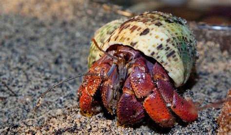 ¡Hermit Crab! A Remarkable Creature That Lives Within Stolen Shells and Exhibits Incredible Adaptation Skills!