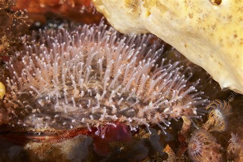  Japónica: Un Hidrozoario Pequeño con un Gran Impacto en el Océano