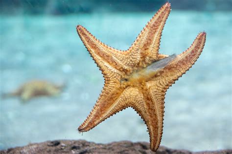  Kongia! ¿Un gusano marino que se alimenta de estrellas de mar?