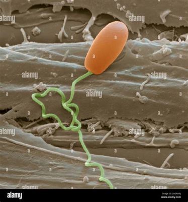   Microsporidium! El diminuto parásito que teje una intrincada red dentro de las células de su huésped.