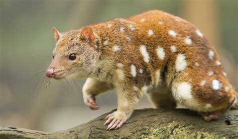  Quoll!  A Small Mammal With Big Teeth That Can Climb Trees