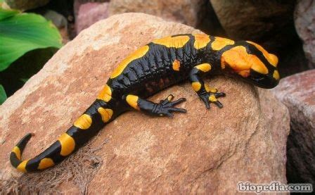  Salamandra de Fuego: ¿Un Tesoro Escabroso O un Gigante de Piel Lenta y Pegajosa?