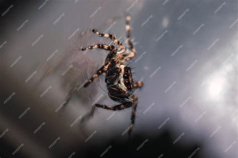  Tarantulas: ¿Criaturas Peludas con Ocho Ojos o Simplementes Arañas de Halloween?