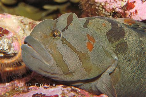  Utilicen Este Pequeño Animal con Cara de Mono para Descifrar el Misterio del Océano ¡Un crustáceo de agua dulce que utiliza su pinza como un martillo!