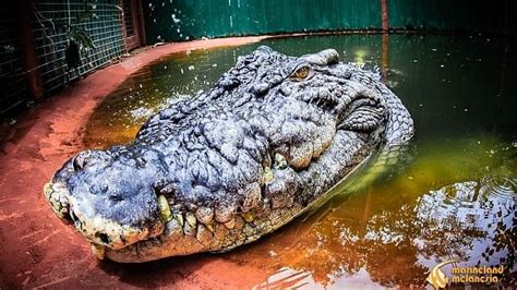 Alligator: ¿Una reliquia viviente del pasado o una máquina depredadora de escamas?