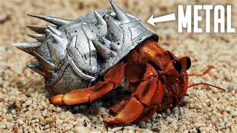  Armadillo Crab: ¿Un Crustáceo con Armadura y Pinzas Gigantescas que te Dejará Asombrado?