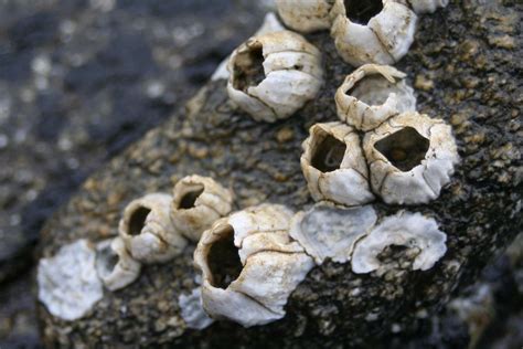  Barnacles: ¡Estos crustáceos filtradores con caparazones calcáreos se aferran tenazmente a rocas y barcos!