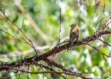  Dominó: ¡Un ave migratoria de plumaje llamativo que domina los cielos con su canto melodioso!