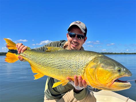  Dorado: ¿Un pez dorado con un toque de aventurero en las profundidades oceánicas?