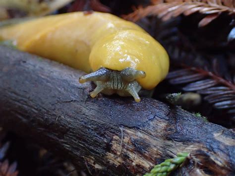  Gastropod Gastrotheca:  Discover a Slug That Thrives Beneath the Waves!