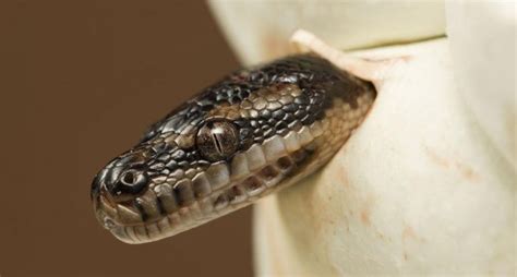  Ilyanassa! Un Caracol Marino que Te Sorprenderá con sus Estratagemas de Supervivencia