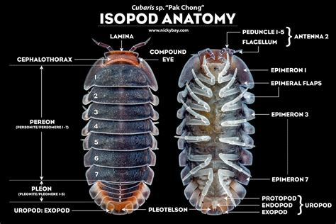  Isopoda: ¿Un insecto marino con superpoderes de regeneración?