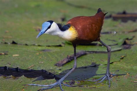  Jacana: ¡Descubra las aves que caminan sobre el agua con sus peculiares dedos largos!