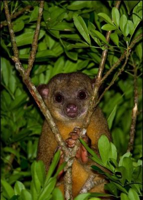  Kinkajou: ¿Un Osito Peludo con Gusto por la Miel y una Actitud Nocturna?