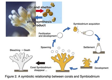  Kitchen Sponge: Unmasking the Unexpected Beauty and Symbiotic Secrets Hidden Within a Simple Filter Feeder!