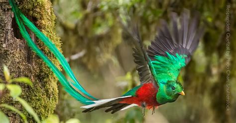  ¿Conoces el Quetzal? Un ave tropical que ostenta un plumaje brillante como una joya!