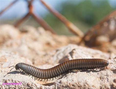  Latzeria! ¿Conoces a este Diplopodo con una Apariencia Única y un Estilo de Vida Sorprendente?