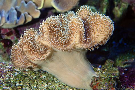  Leather Coral: ¡Un Animal Inusual Que Mezcla la Belleza del Jardín con el Misterio de los Océanos Profundos!