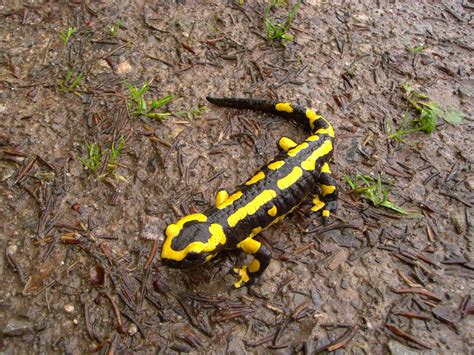  ¡Conoce al Horrible pero Fascinante Tritón de Cuello Amarrillo: Un Anfibio Pequeño con una Gran Personalidad!