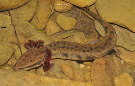  Mudpuppy: ¿Un Anfibio Acuático que Respira con Piel y Tiene una Mirada Constantemente Triste?