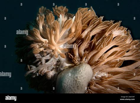  Nudibranch: ¡Un maestro del camuflaje que también baila al ritmo del océano!