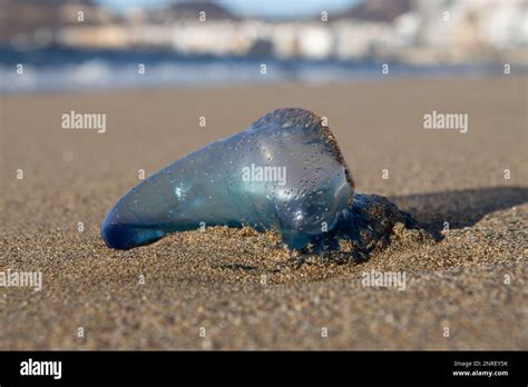  Physalia physalis: ¡Descubre este animal gelatinoso que flotaba en una burbuja invisible y se alimentaba de pequeñas presas!