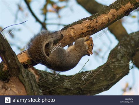  ¿Sabías que el Sciurus es un maestro del equilibrio y acrobacias de la rama al suelo?