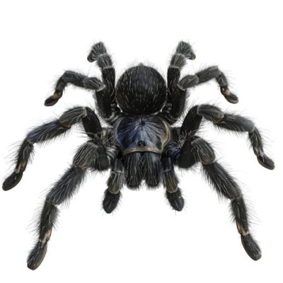  Tarantula: ¡Un maestro de camuflaje con ocho patas y un apetito voraz!