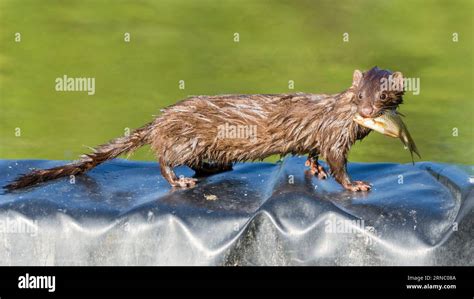  Visón ¡Un Maestro de la Natación con Garras Atrapa-Pez!