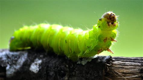  Whitmania! Un gusano con una vida parasitaria fascinante y un apetito insaciable