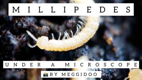  Woolly Millipede: A Master of Miniature Mountains and Microscopic Munching!