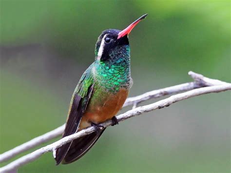  ¿El Xantus's Hummingbird: Un Susurro Alado de Brillante Plumaje y Energético Vuelo?