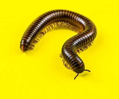  Xenomeri Myriapoda: ¿Conoces al Artrópodo que Parece una Serpiente viviente?