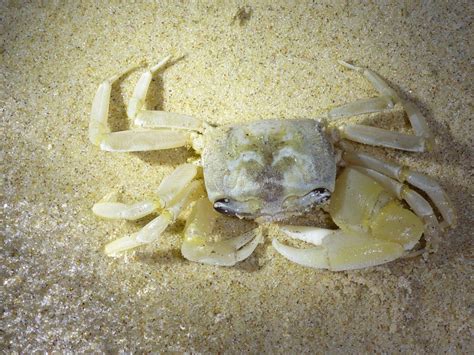  Xiphicaridus! ¿Descubre el cangrejo fantasma de las profundidades del océano? 